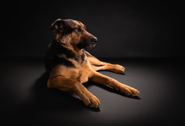 Portrait chien studio finistère brest