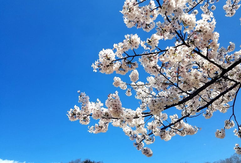 Sakura asociacion ShinZenBi