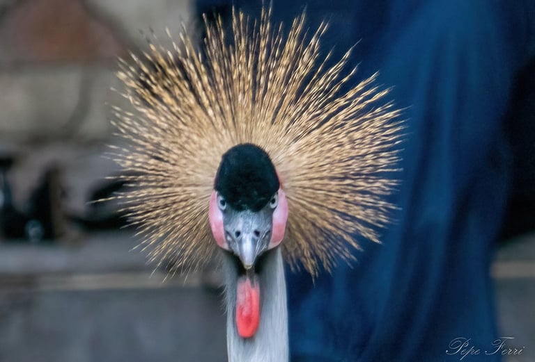 Exp Virtual Jose Ferri II - 8