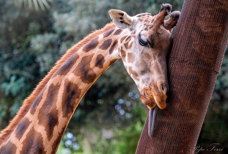 Exp Virtual Jose Ferri II - 7