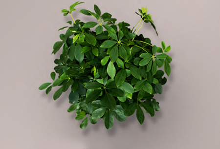 schefflera