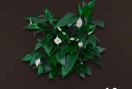 spathiphyllum