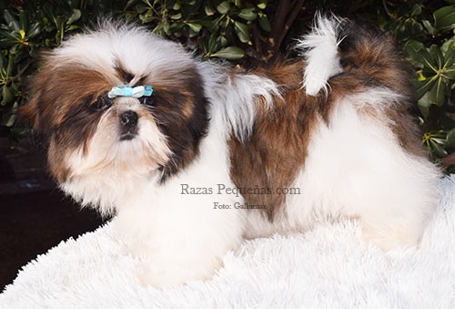 Shih Tzu de pelo largo, una de las razas genéticamente más cercanas al lobo