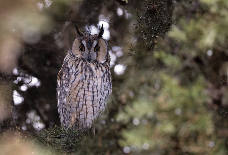 long eared owl form Thessaloniki