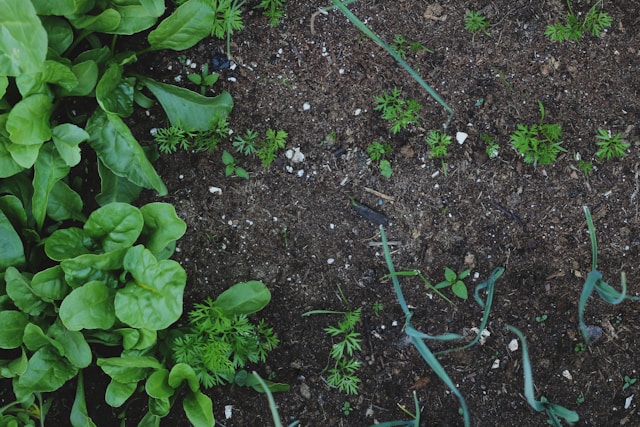 compost implemented in plants