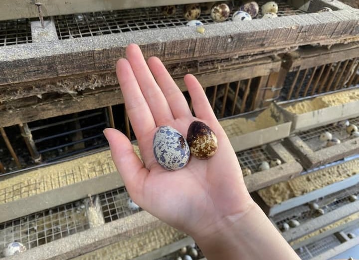 trứng chim cút, trứng chim cút bóc vỏ sẵn, sạch, giá sỉ, giao nhanh tại hà nội, bắc ninh, hưng yên, phú thọ, thái nguyên