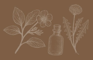 Line art botanical illustrations