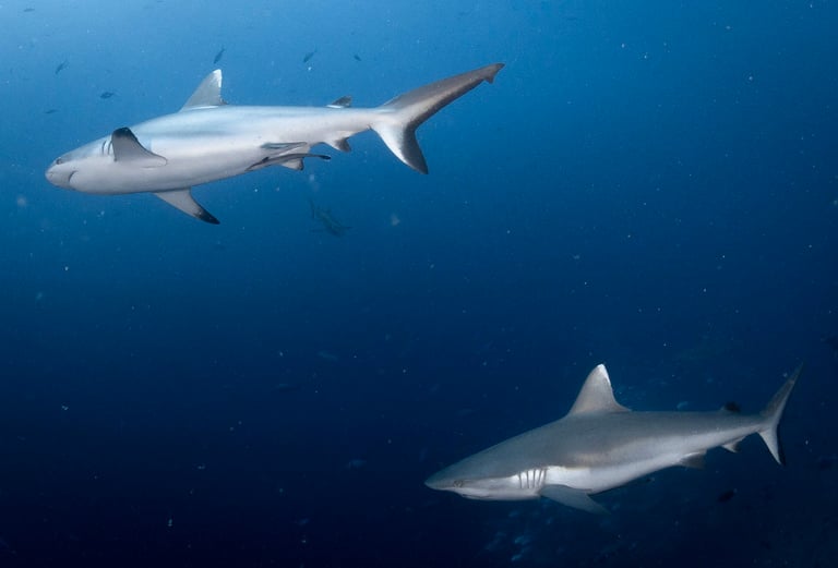 two sharks swimming in the ocean