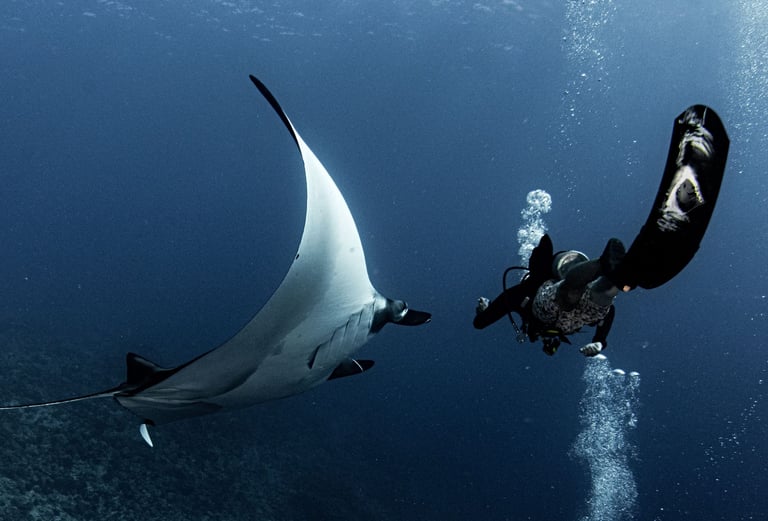 a manta ray ray ray ray ray ray ray ray ray ray ray ray ray