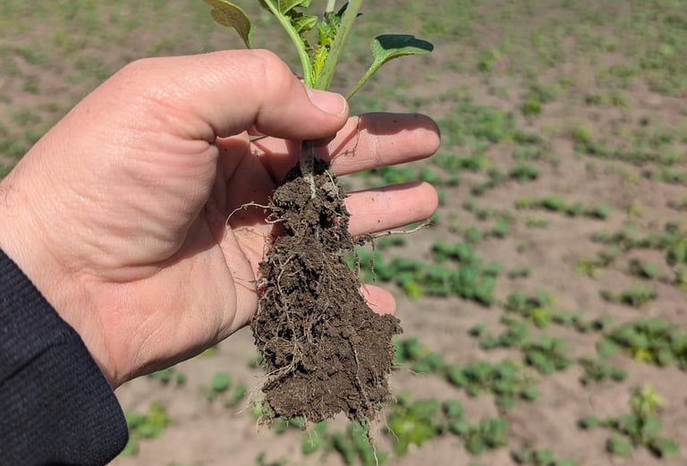 image of early season canola in regenerative soil