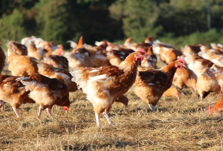 photo poulet label rouge