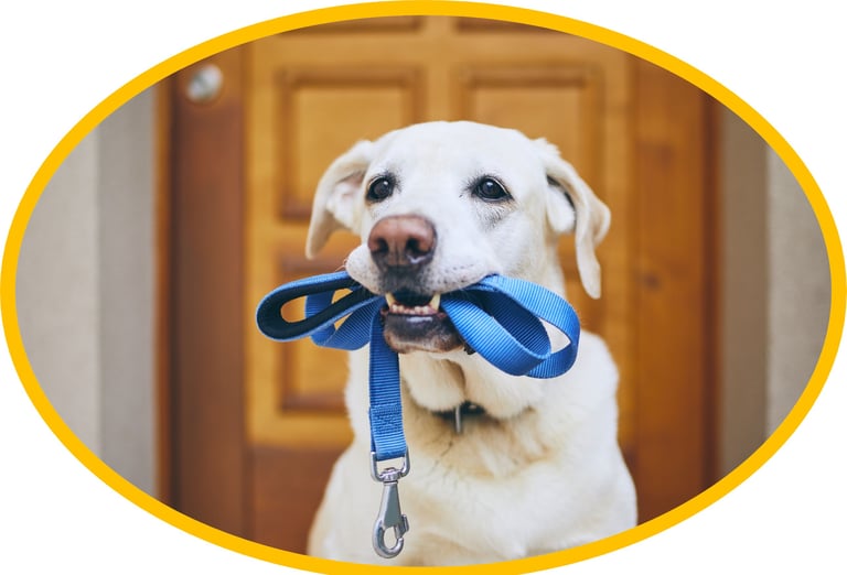 a dog with a leash ready for walking