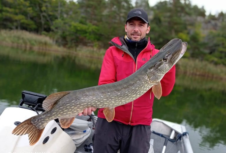 grace a fishing escape sweden, un pêcheur tient un gros brochet suedois. il y a des roseaux.