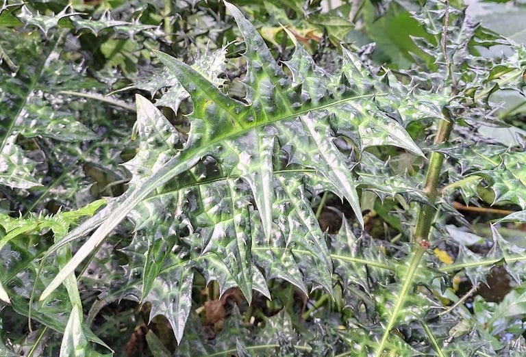 an invasive garden plant that needs to be removed