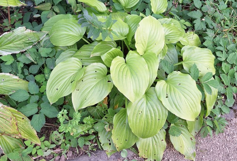 a great border plant called Hosta