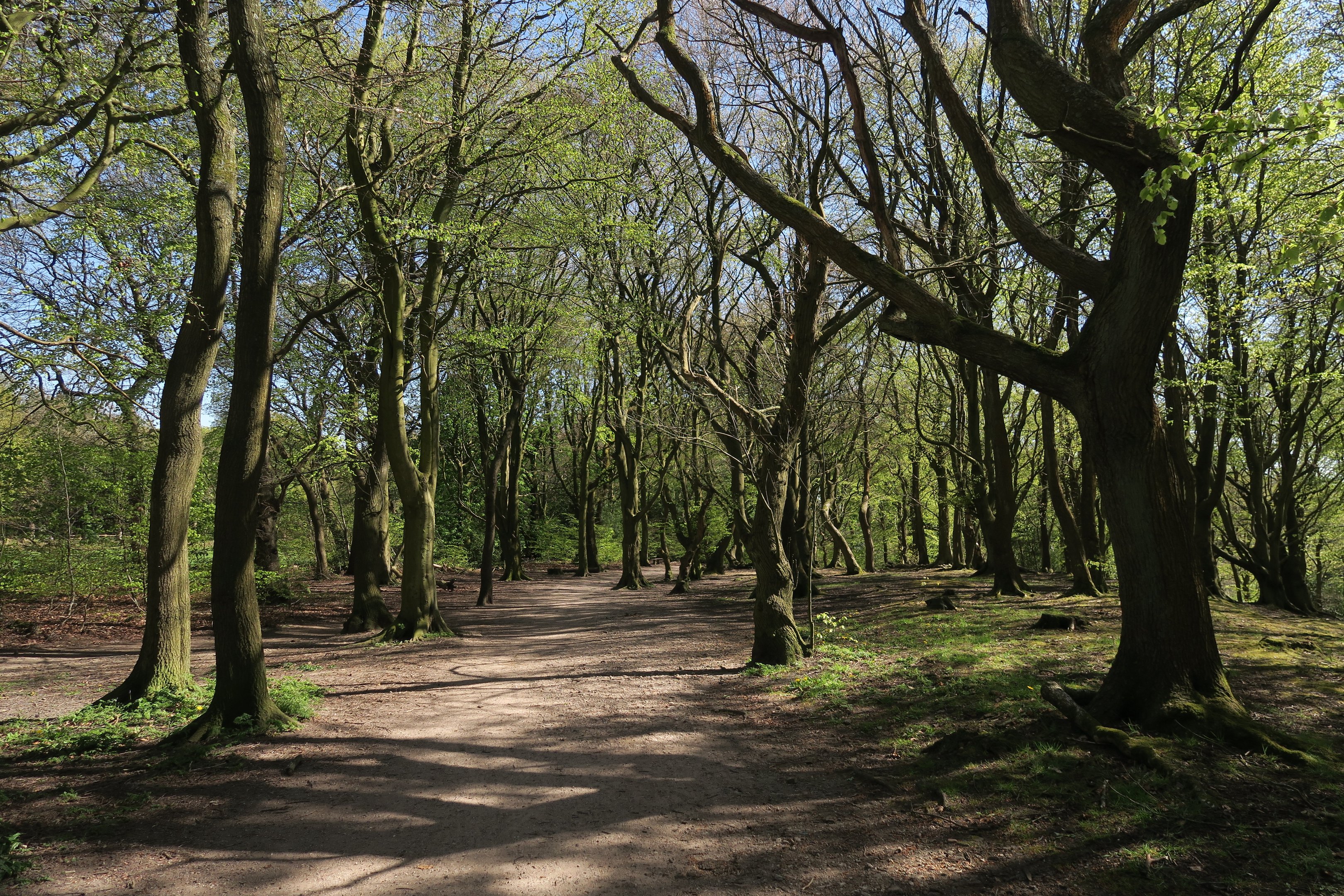 Walking therapy in Sheffield countryside