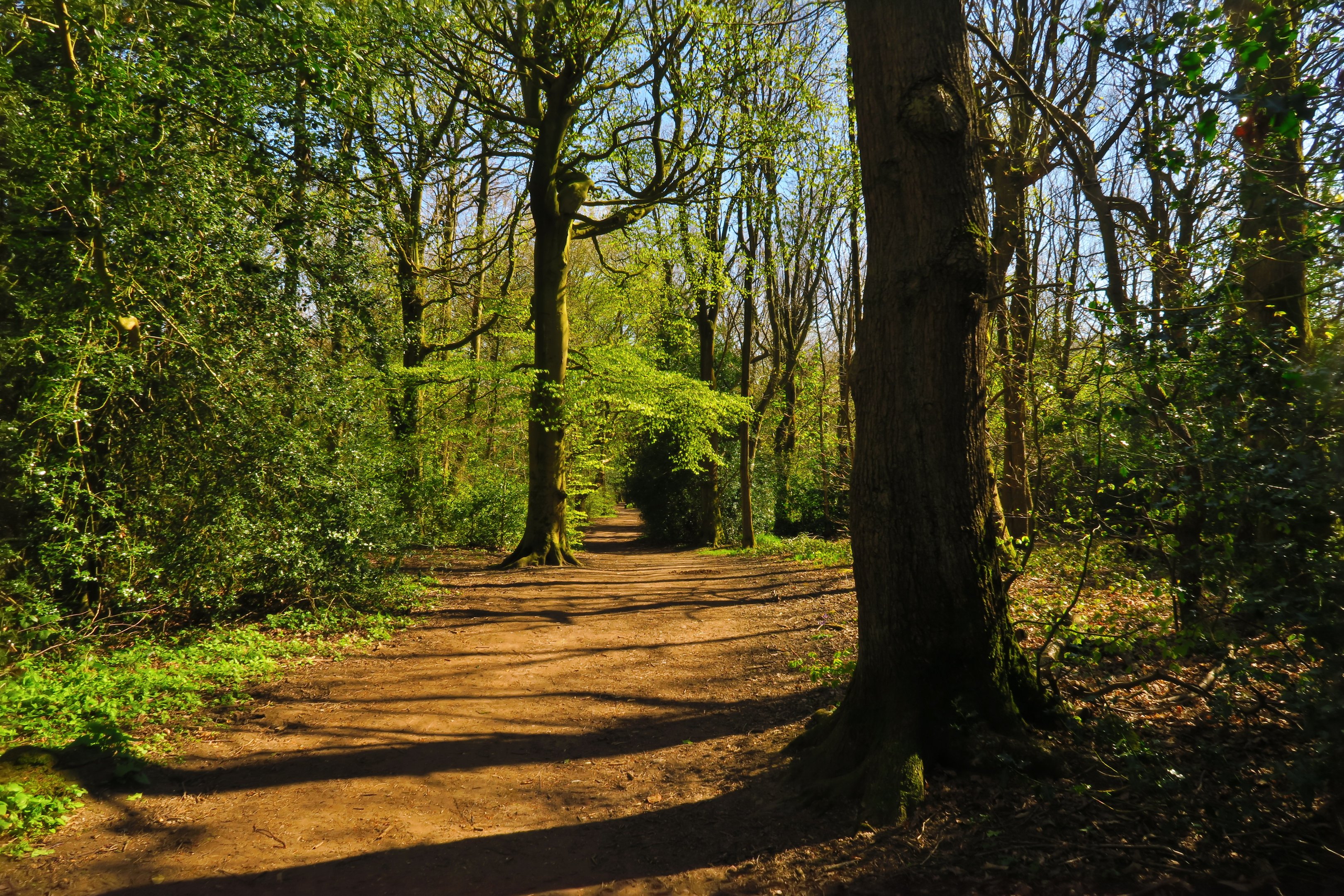 Walk and talk therapy in Sheffield woodlands