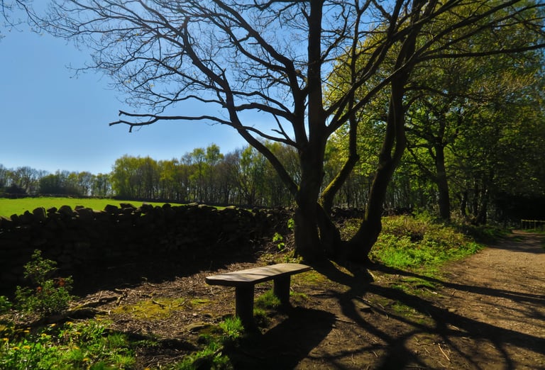 At your pace outdoor eco therapy in Sheffield countryside