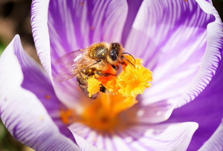 Biene sitzt im Frühling auf einem Krokus und sucht Pollen 