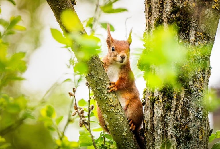 Ein Eichhörnchen sitzt  im Frühling auf einem Baum Fotografiert im Sauerland von Philipp Geisler
