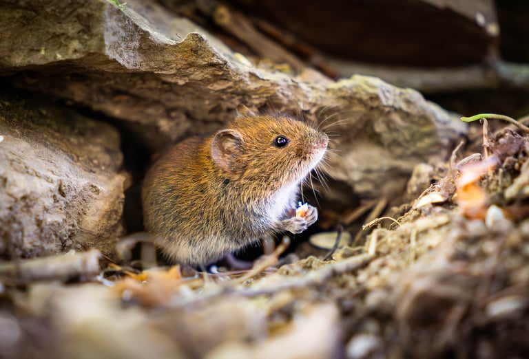 Rötelmaus lugt hinter einem Stein hervor und hält Futter in den Pfoten