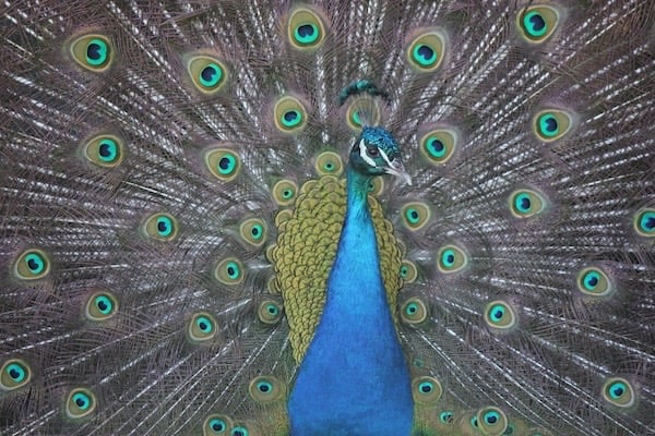 Peter Pickering's photo of a proud peacock (boastful photographer)