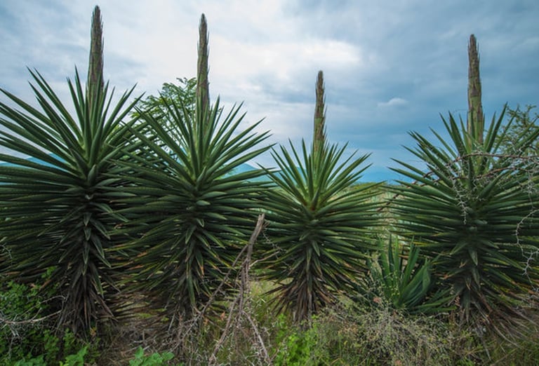 Cuish Agave