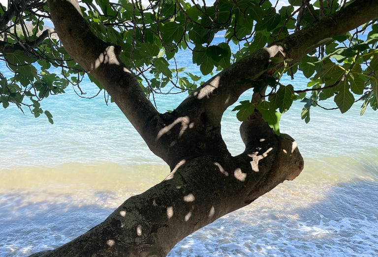 nature, mediterranee, plage peloponnese, arbre a la plage