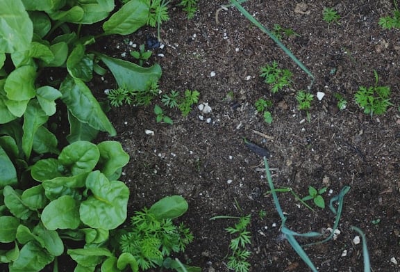 compost implemented in plants
