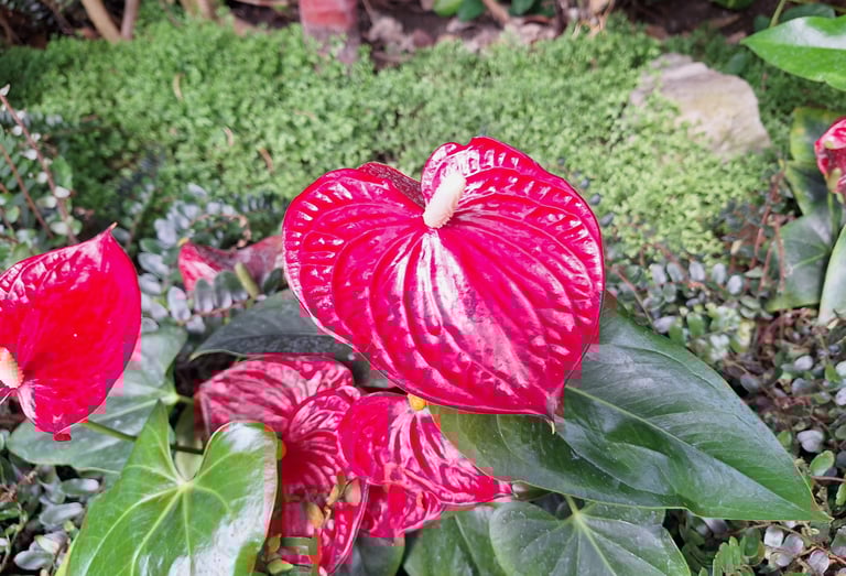 a tropical flower blooming in a green space