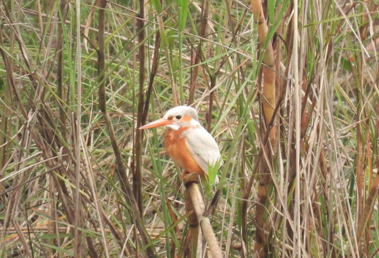 albinos kingfisher
