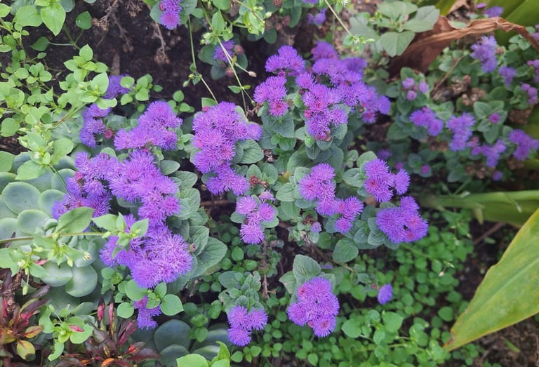 a rabbit resistant annual with purple flowers