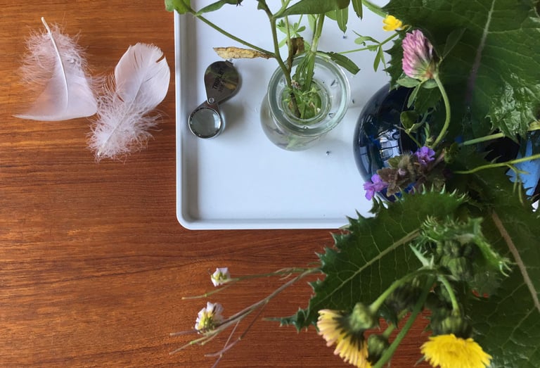 home education nature study