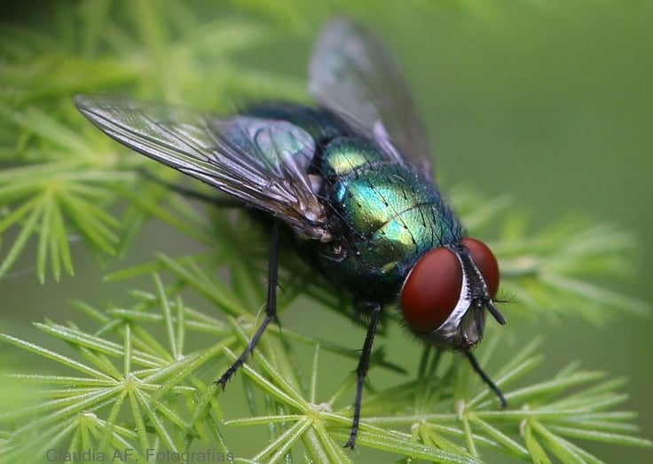 moscas
