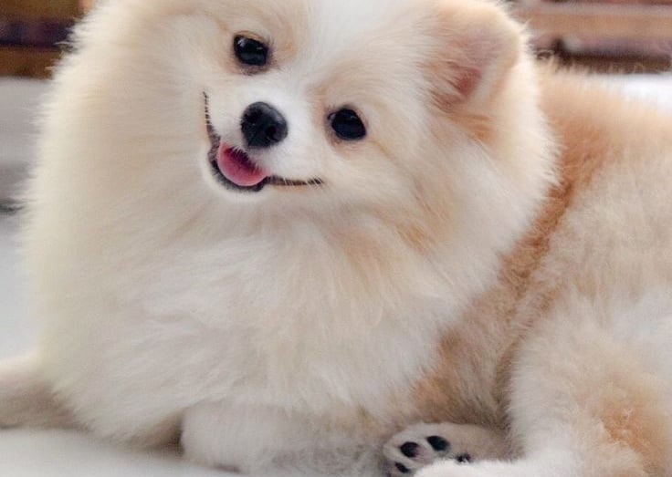 criadero pomerania argentina venta cachorros