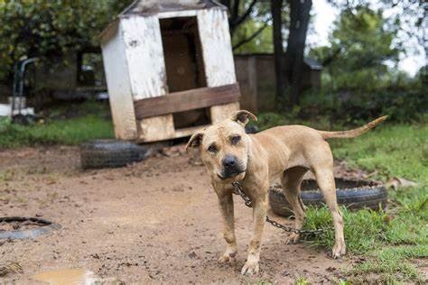 Thomas Weigner: The Murder of the Breeder of 300 Pit Bulls