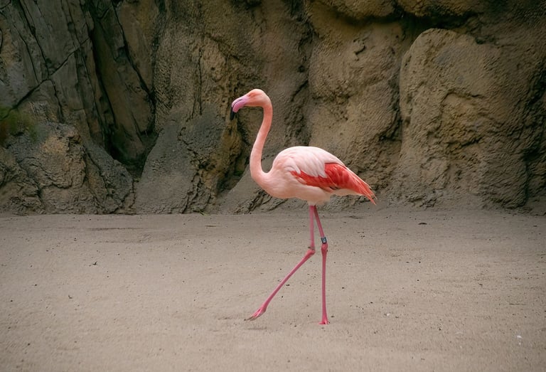 Exp Virtual Jose Ferri II - 15