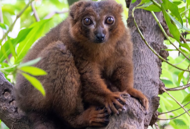 Exp Virtual Jose Ferri II - 13