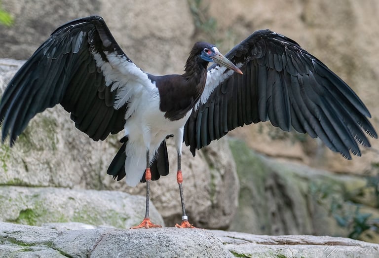 Exp Virtual Jose Ferri II - 6