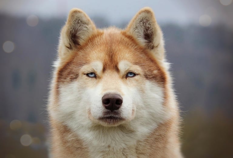 Husky-Erlebnisse, Husky-Ausfahrten, Husky-Trekkingtouren, Husky Abenteuer, Dietfurt, Bayern