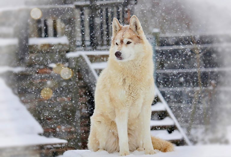 Husky-Erlebnisse, Husky-Ausfahrten, Husky-Trekkingtouren, Husky Abenteuer, Dietfurt, Bayern