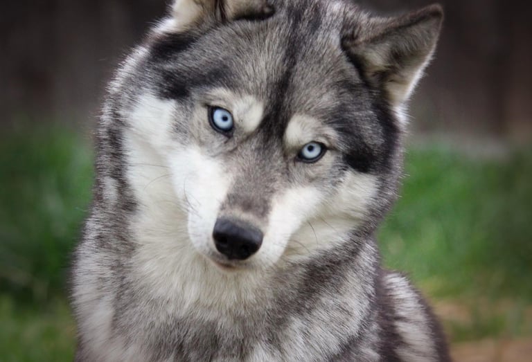 Husky-Erlebnisse, Husky-Ausfahrten, Husky-Trekkingtouren, Husky Abenteuer, Dietfurt, Bayern