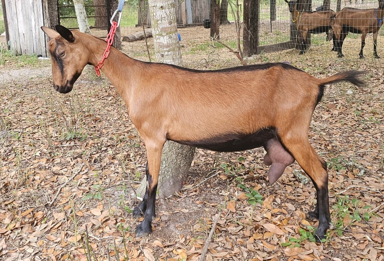 Ruby, Oberhasli doe in milk
