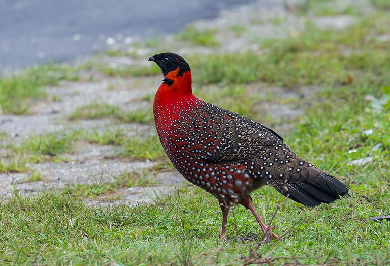 Satyr-Tragopan-Spotted-At-Thrumshing-La-Pass-Eastern-Bhutan
