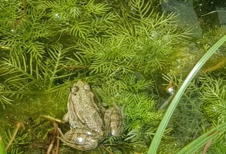 grenouille, amphibien mare