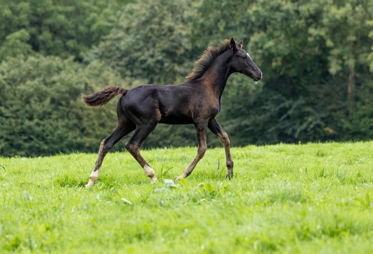 Poulain dans un champs