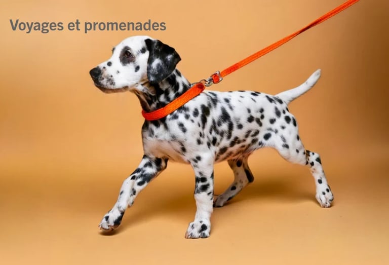 colliers, harnais et laisses