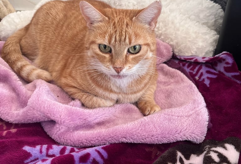 eine rote Katze, die auf einer kuscheligen Decke liegt