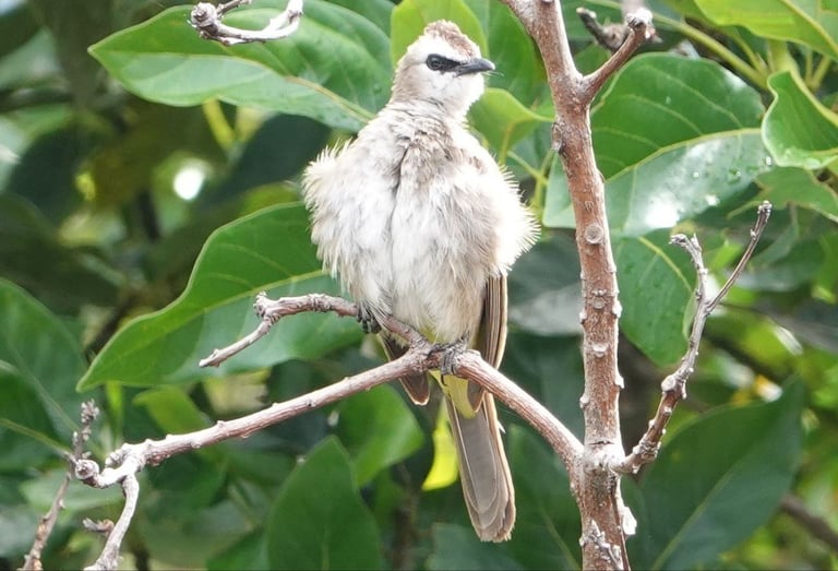 Wildlife Nature, Conservation Centre, Yellow vented bulbul bird
