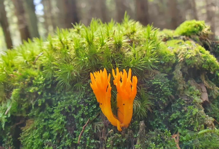 Individualios psichoterapijos konsultacijos